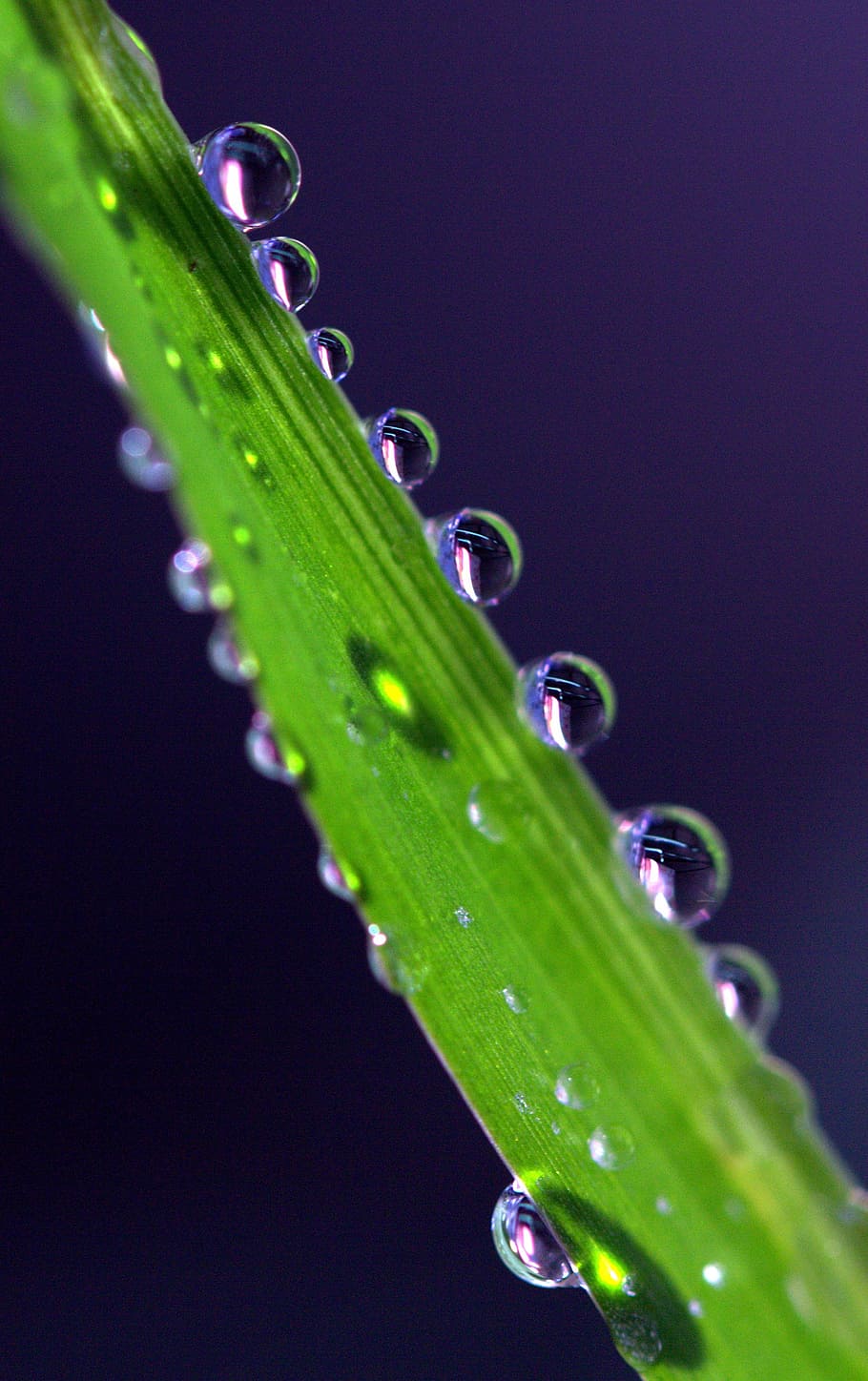drops, plant, macro, reflection, dew, wet, green color, close-up HD wallpaper