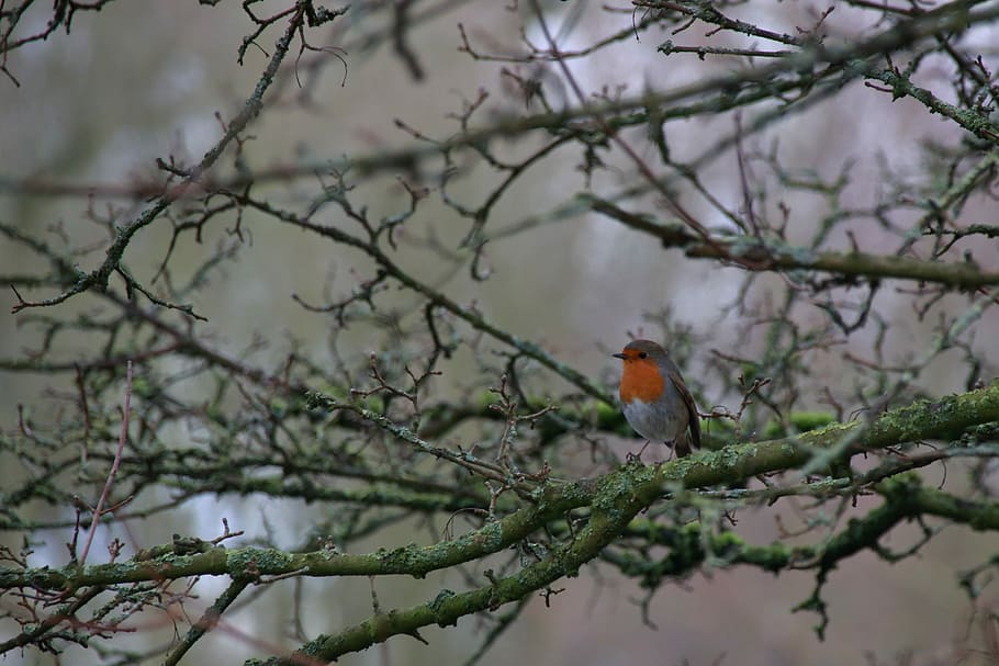black and orange bird standing on tree branch, red and grey bird on tree branch HD wallpaper