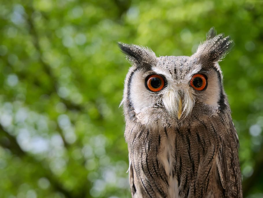 brown owl in shallow focus shot, owl during daytime, Great Horned owl HD wallpaper