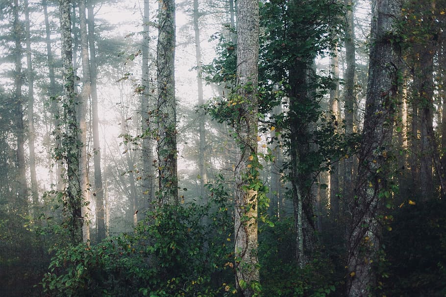 HD Wallpaper Green Forest Trees Rainforest Surrounded By Fogs Woods Branch Wallpaper Flare