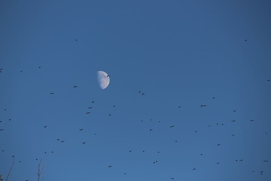 moon, birds, flock, sky, day, afternoon, waning, waxing, migrate, HD wallpaper