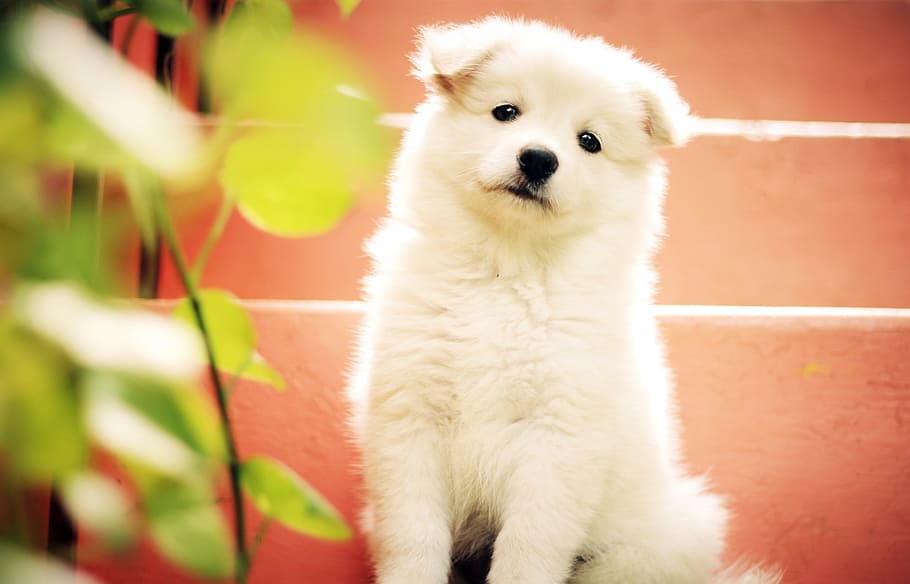 white Indian spitz puppy, dog, cute, adorable, pet, cute puppy, HD wallpaper