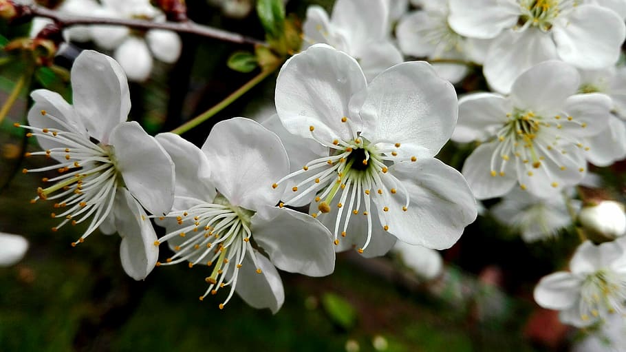 Spring, Flowers, Flowers, Trees, white color, nature, branch HD wallpaper