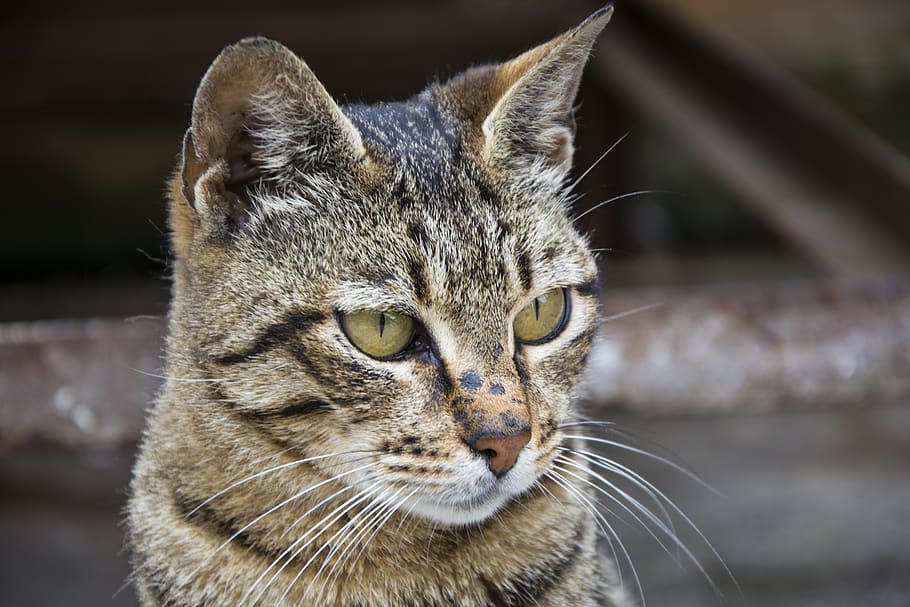 animals, nature, cat, cute, animal themes, one animal, feline HD wallpaper