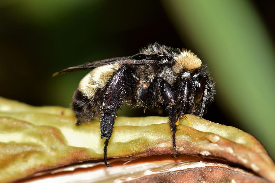 bee, bumblebee, insect, insectoid, pollinate, pollination, pollen HD wallpaper