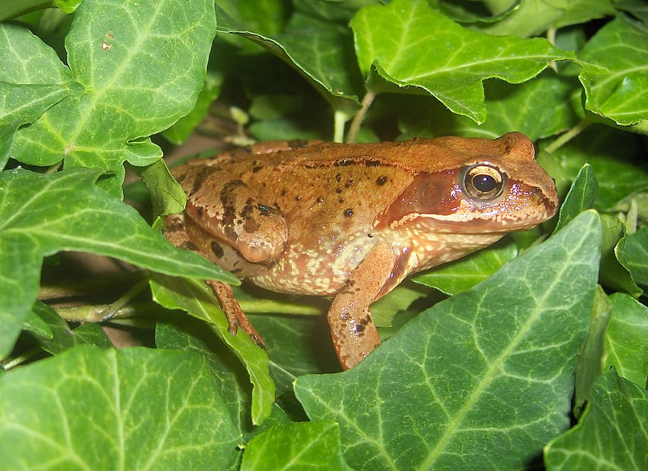 Toad, Frog, Amphibians, Nature, Creature, brown, fat, animals HD wallpaper