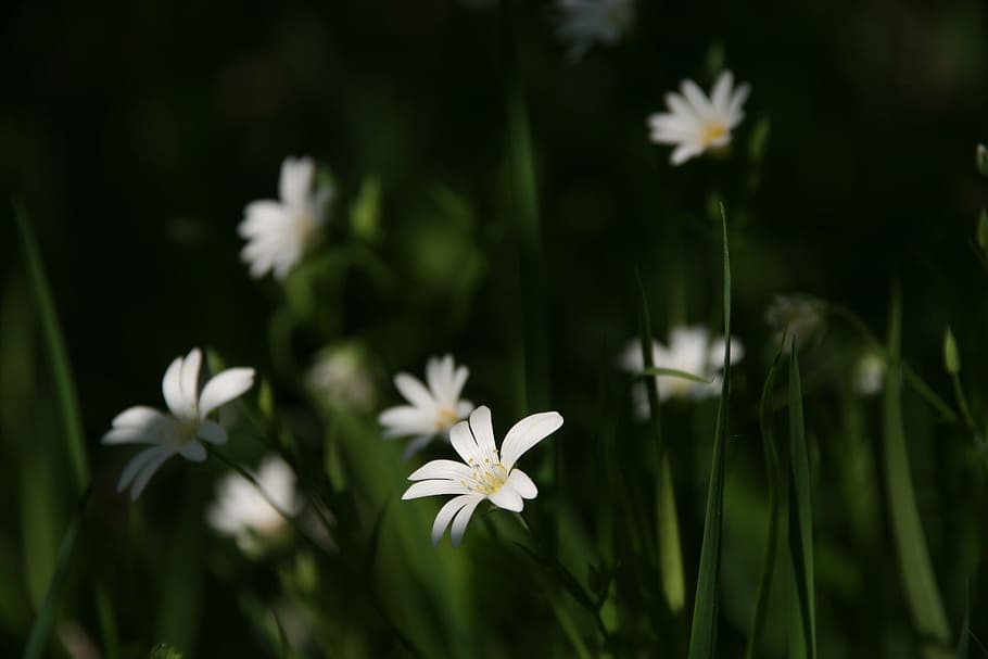 white snow-in-summer flowers selective-focus photography, Nature HD wallpaper