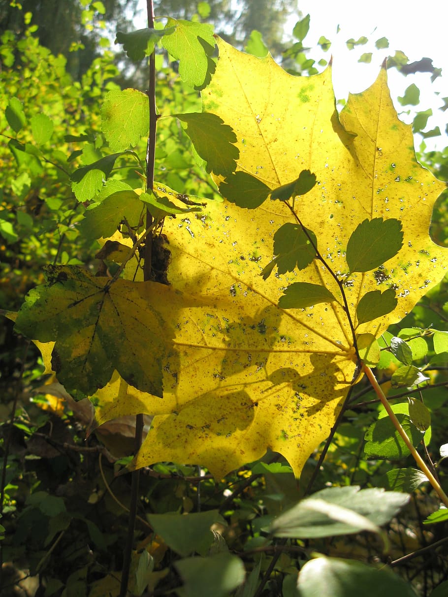 foliage, yellow, green, shadow, the sun, plant part, leaf, growth HD wallpaper