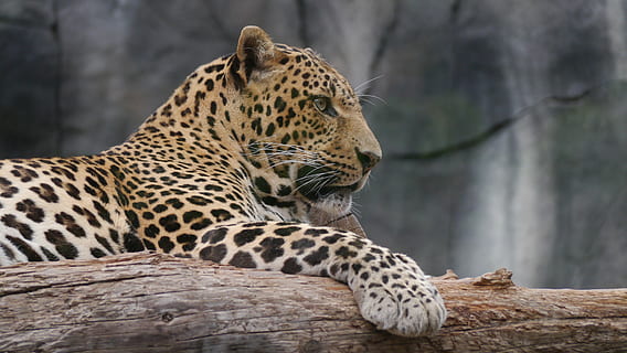 photo of brown leopard on tree log during daytime, noble, cat HD wallpaper