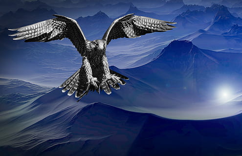 falcon, mountain, dark, night, sky, predator, dangerous, fly HD wallpaper
