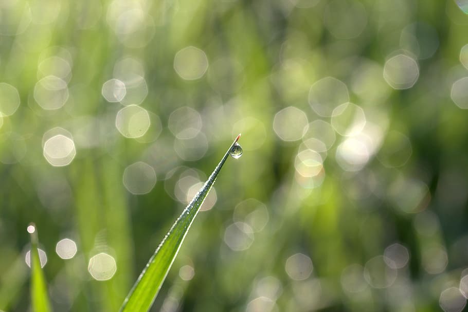 shallow focus photography of water droplet, grass, dew, bokeh HD wallpaper