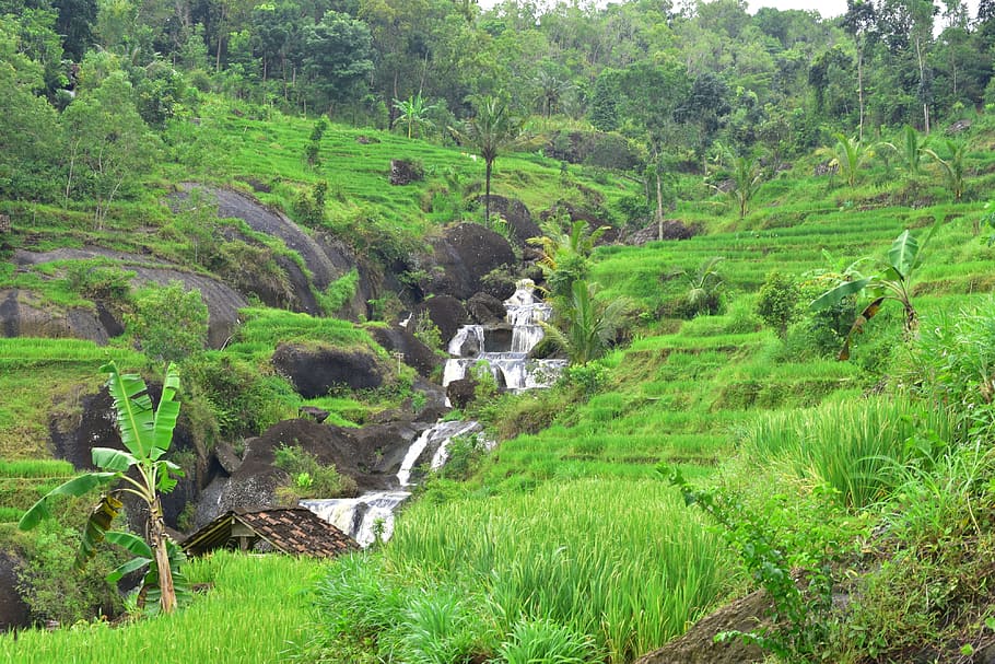rice fields, nature, landscape, flora, tree, rural, agriculture HD wallpaper