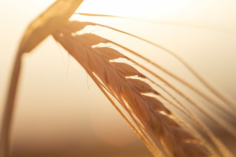 Golden Wheat Ears, corn, field, grain, nature, seeds, sunny, plant, HD wallpaper