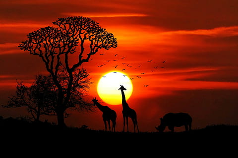 dawn, landscape, nature, sunset, animals, birds, giraffe, giraffes HD wallpaper