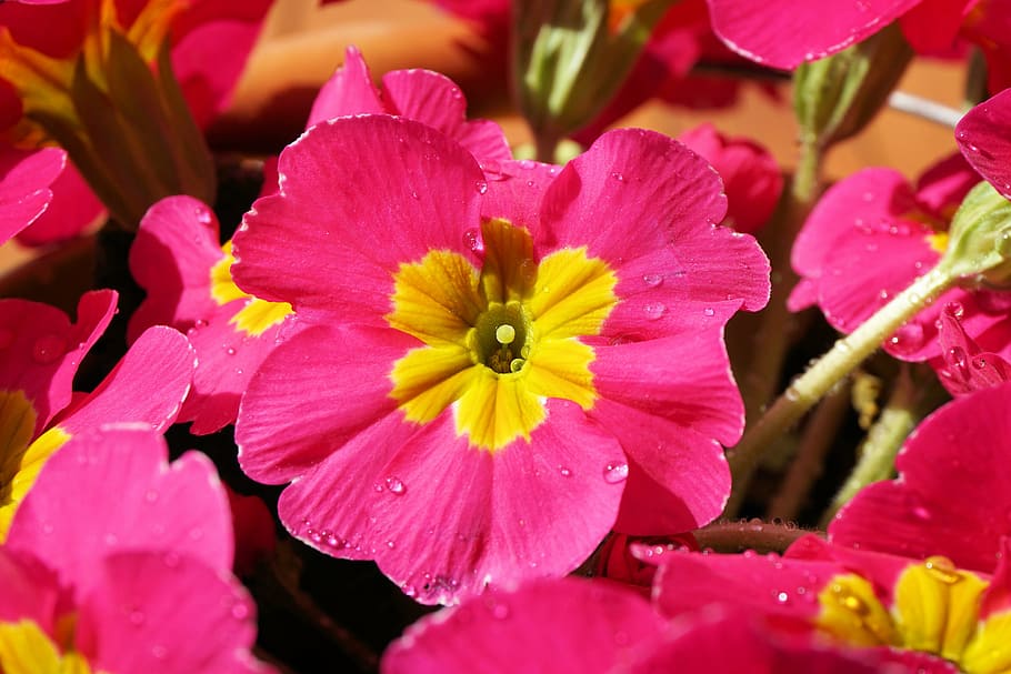 Rose Evening Primrose Flower Plant - Free photo on Pixabay - Pixabay