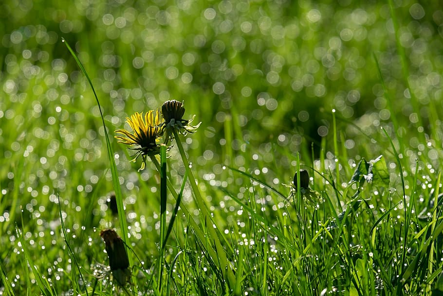 yellow flowering plant, dandelion, back light, mood, common dandelion HD wallpaper