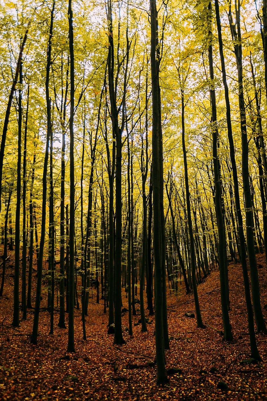 leaf, fall, autumn, trees, plant, nature, forest, land, woodland HD wallpaper