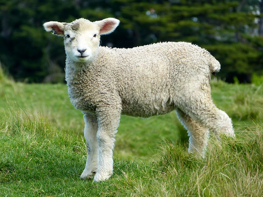 lamb on lawn, sheep, white, lambs, goats, animals, mammals HD wallpaper
