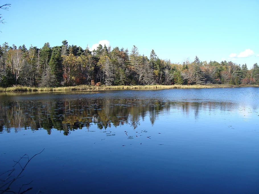 pond, trees, reflection, nature, water, plant, lake, tranquility HD wallpaper