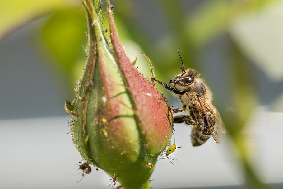 honey bee, nectar, insect, pollen, blossom, bloom, macro, close HD wallpaper