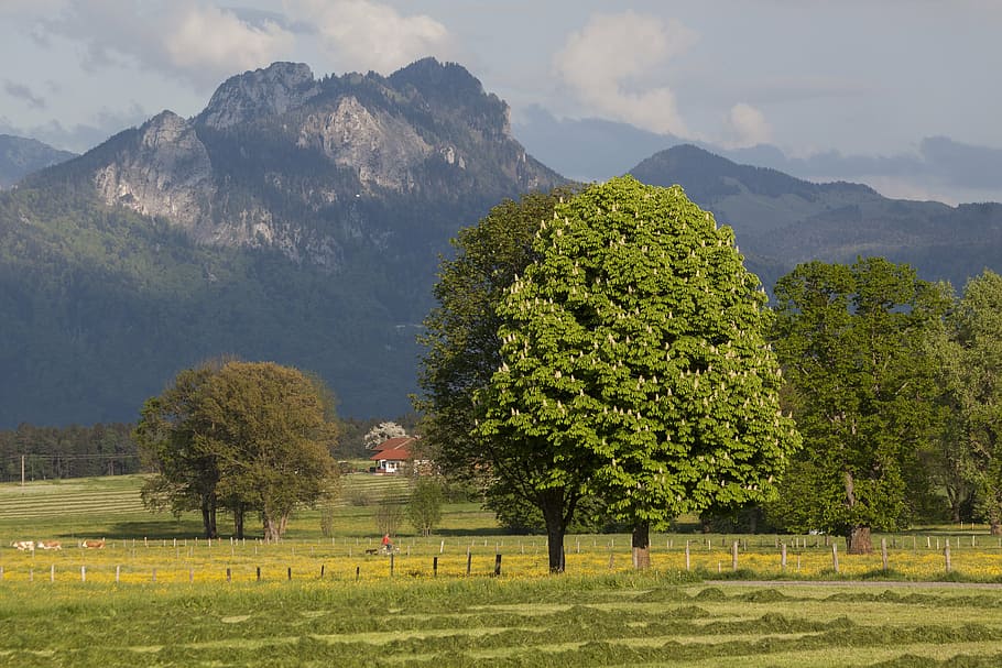 spring, sunshine, may, mountains, trees, nature, landscape HD wallpaper