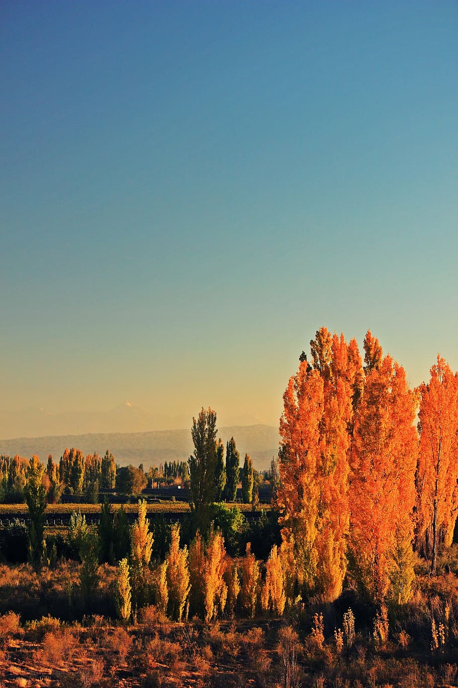 trees, autumn, leaves, landscape, nature, sky, forest, mountain HD wallpaper