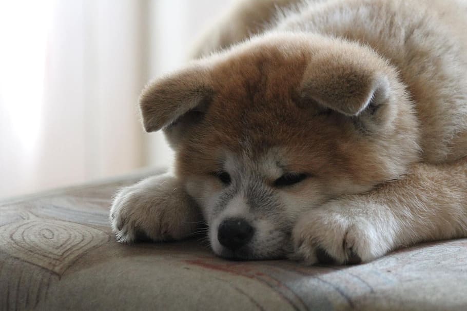 akita, akita inu, puppy, japanese akita, red dog, one animal, HD wallpaper