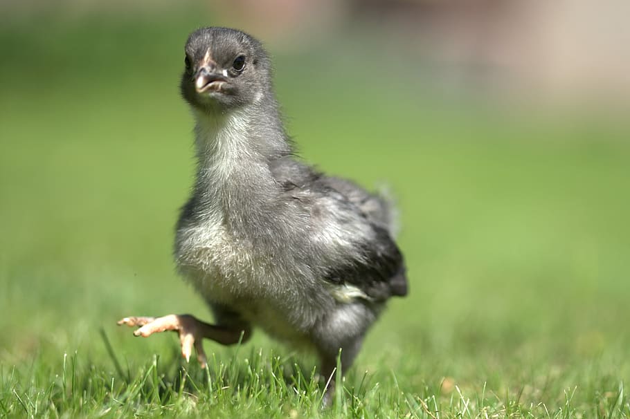 selective focus photo of gray chick walking on green grass field HD wallpaper