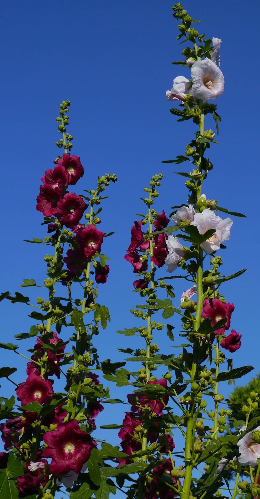 Althaea Rosea, White, Pink, hana aoi, red purple, flowers, bud, HD wallpaper