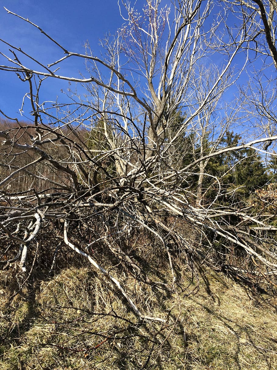 dead tree, nature, dry, wood, broken, aesthetic, dead plant HD wallpaper