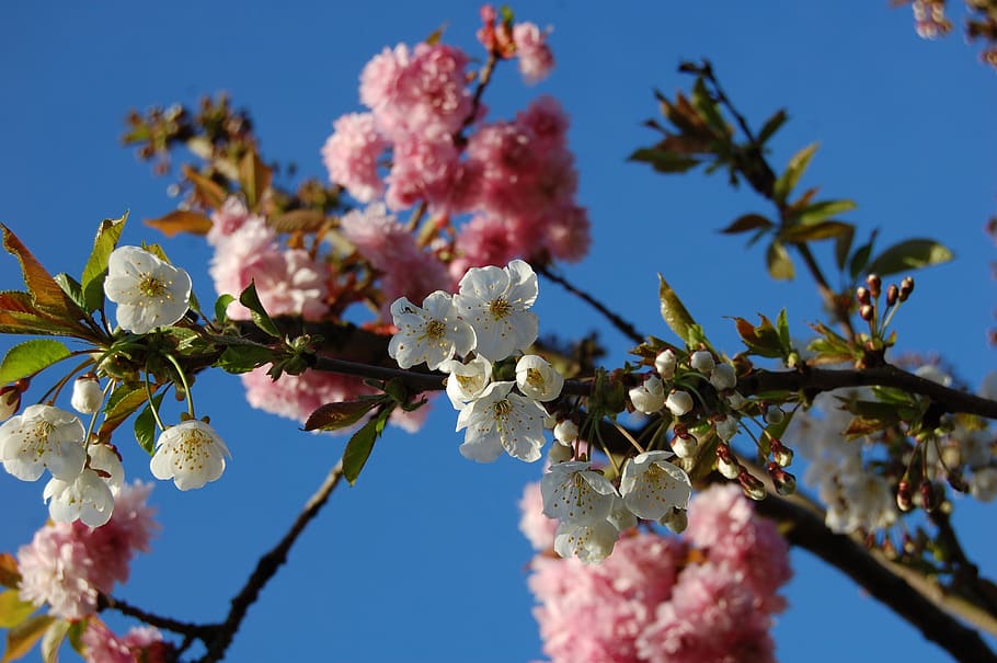 spring, flowers, tree, nature, flowering plant, fragility, vulnerability HD wallpaper