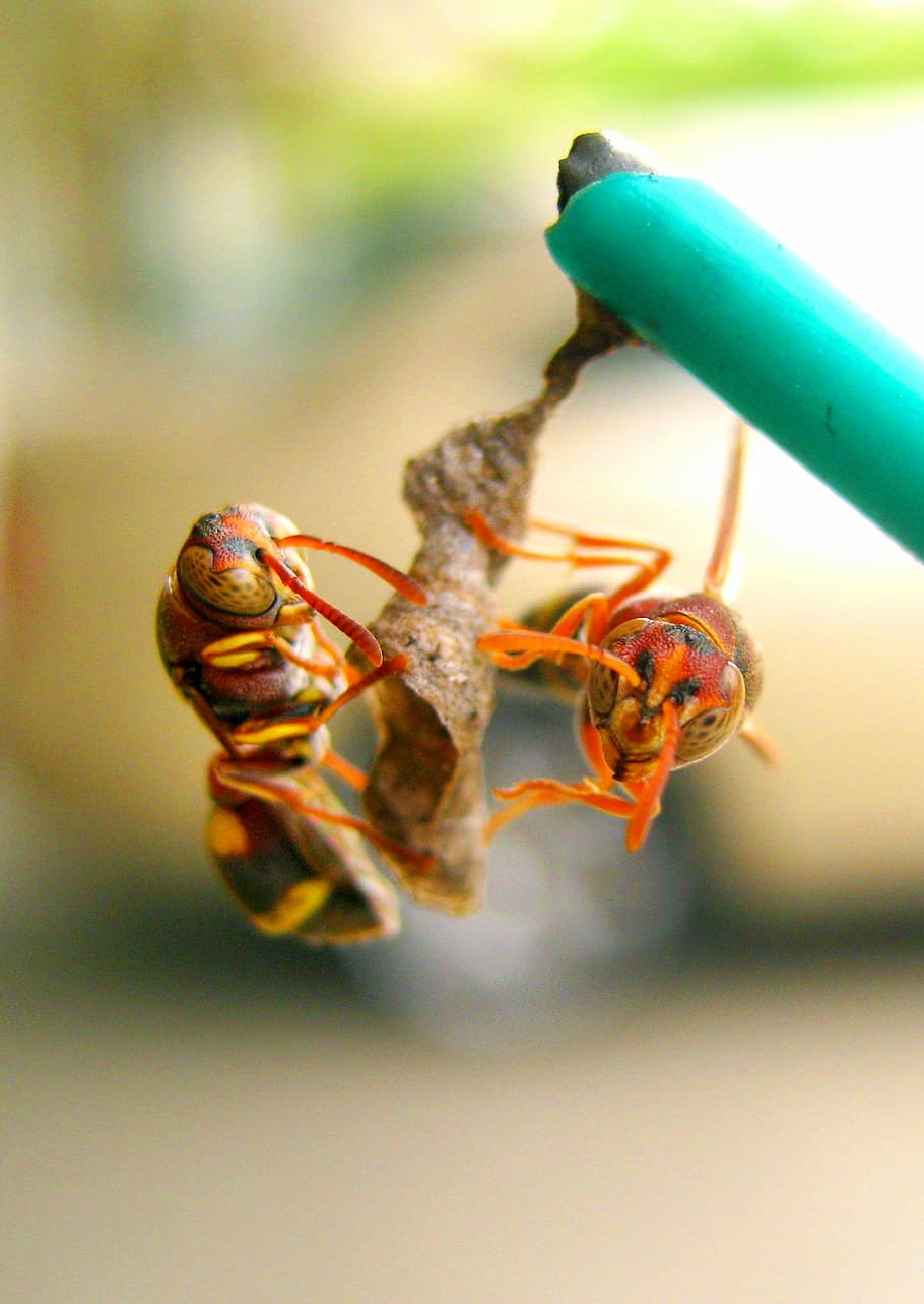 wasp, nest, build, building, hive, insect, macro, danger, yellow HD wallpaper
