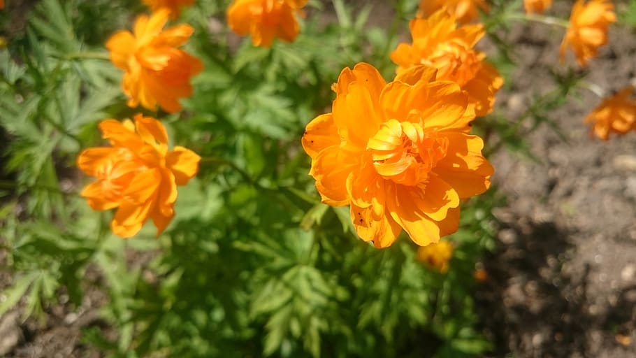 nature, flora, flower, leaf, summer, flowering plant, freshness HD wallpaper