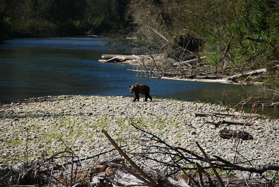 bear, river, bc, nature, rest, canada, forest, animal themes HD wallpaper