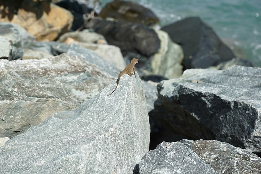 iguana, stone, grey, lizard, water, sea, british virgin island HD wallpaper