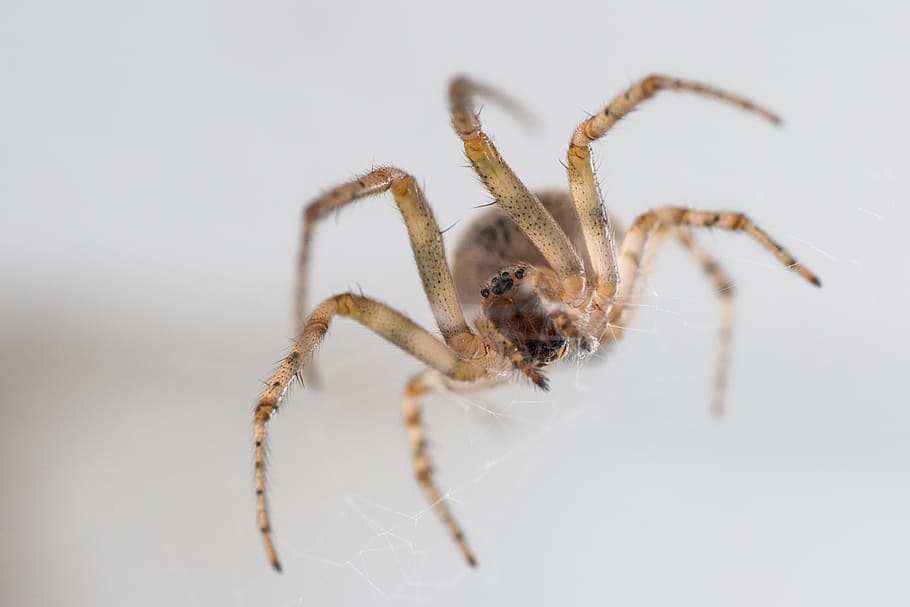 spider, close, eyes, network, animal themes, one animal, arachnid HD wallpaper