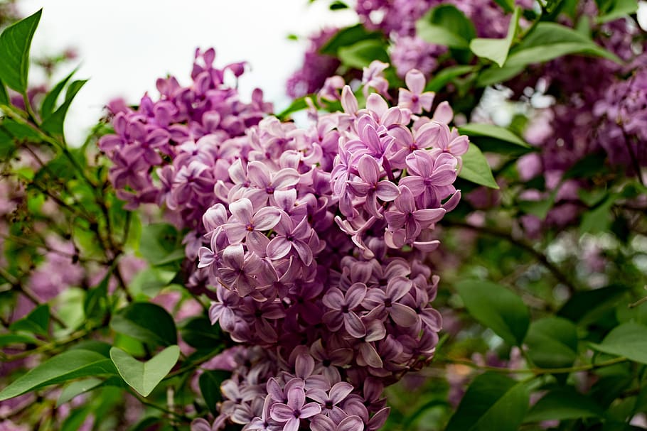 without, lilac, siringa, flower, nature, spring, bush, garden HD wallpaper
