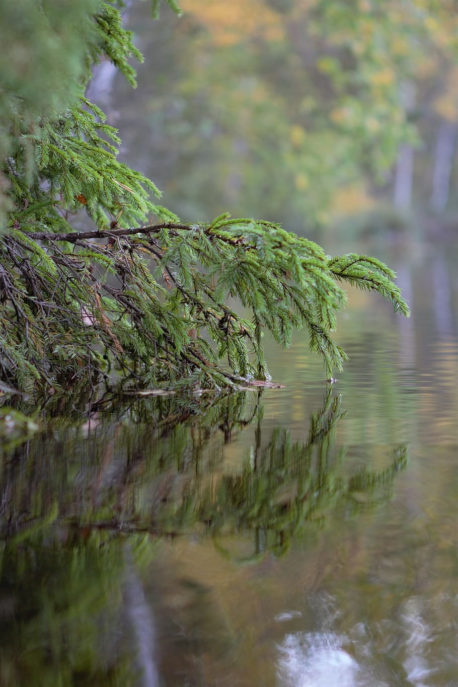 six, shadow, reflective, still, harmony, softwood, water, plant HD wallpaper