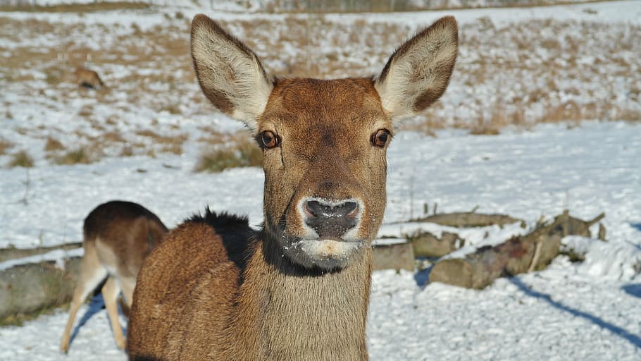 brown deer during daytime, roe deer, forest, fallow deer, nature HD wallpaper