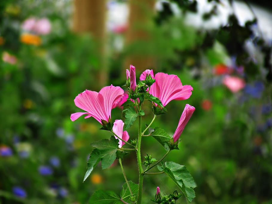 flower, meadow, pink, spring, garden, summer, plants, flowering plant HD wallpaper