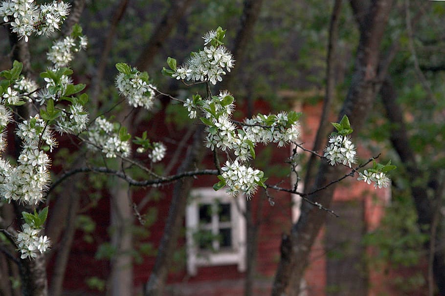 summer, cottage, window, tree, bird cherry, bird cherry flowers HD wallpaper
