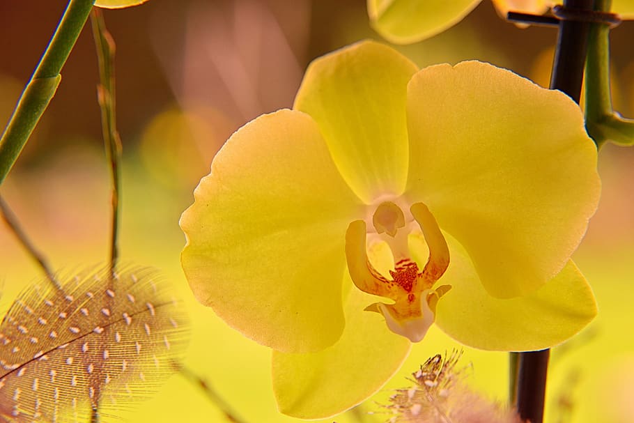 orchid, blossom, bloom, close, orchid flower, plant, yellow HD wallpaper