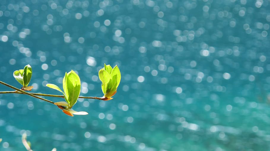 shallow focus green leafs, spring, jiuzhaigou, sea, background HD wallpaper