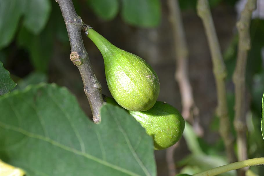 Wild, Common Fig, Ficus Carica, wild fig, young fruit, green, HD wallpaper