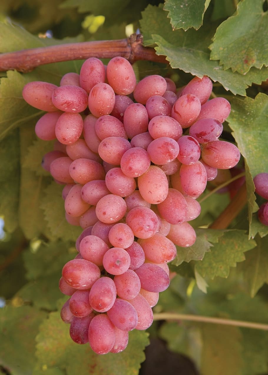 red grapes, grapevine, agriculture, winery, fruit, harvest, food