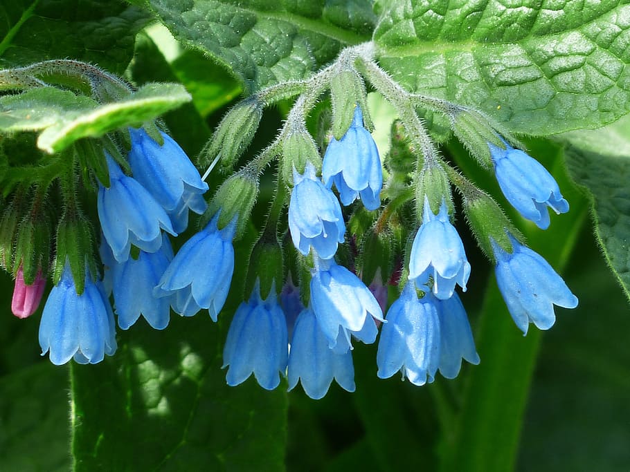 Rough Comfrey, Flower, blue, symphytum asperum, caucasus feverfew, HD wallpaper