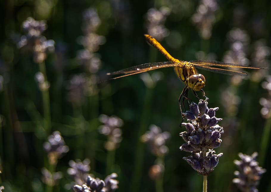 dragonfly, nature, bug, macro, green, summer, animals, plant HD wallpaper