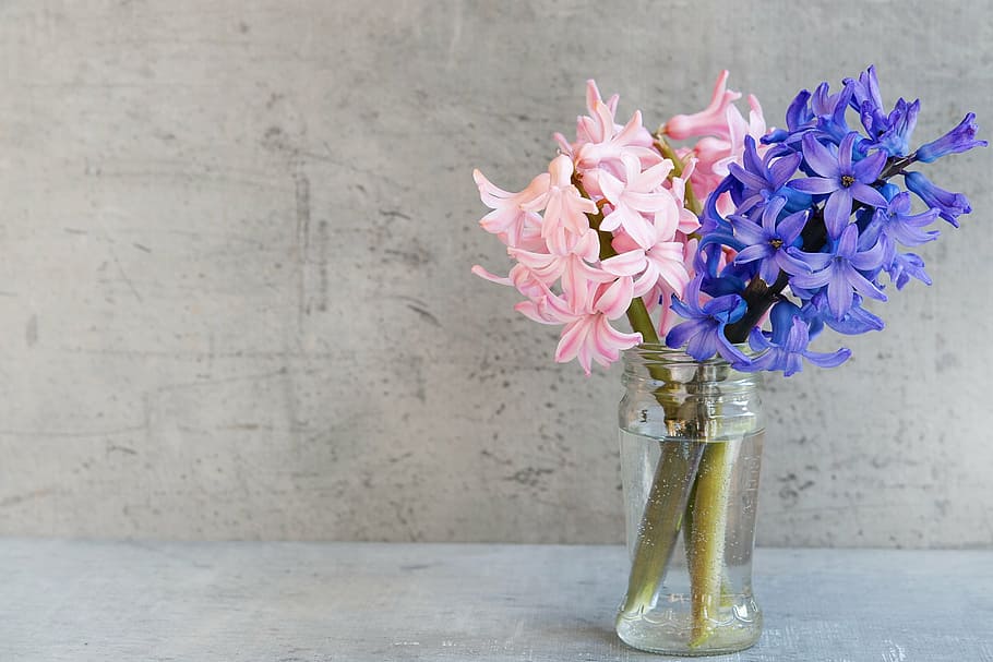 pink and purple flowers in clear glass jar, hyacinth, blue, vase, HD wallpaper