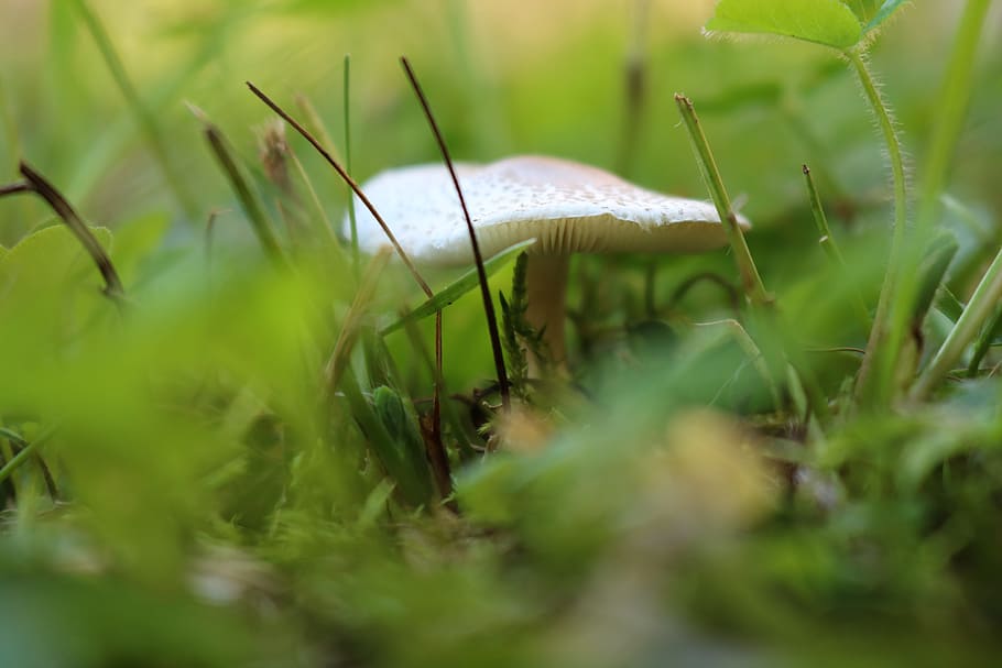 mushroom, macro, nature, forest, light brown, moist, forest floor HD wallpaper