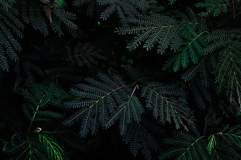 fern plant, green leafed tree, thorns, dark, bush, nature, lush HD wallpaper
